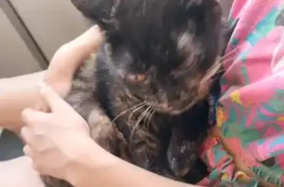 Пропала кошка, ул. Клары Цеткин, Тюмень