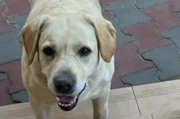 Собаки потеряшки, Ростов-на-Дону, фото: Потеряшка собака, Брестская ул. 36, Ростов