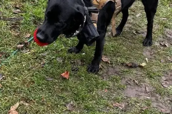 Найдена собака, Рязанская область, фото: Найдена собака, Гусь-Железный, Рязань