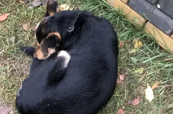 Собака найдена: пр. Бусыгина, 17, Н. Новгород