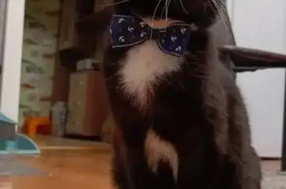 Пропала кошка, Корабельная 54, Красноярск