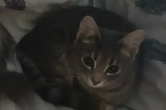 Пропала кошка, ул. 3 Квартал, Богданович