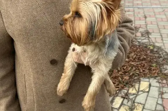 Найдена собака, Рассказово, фото: Собака найдена на ул. Пушкина, Рассказово