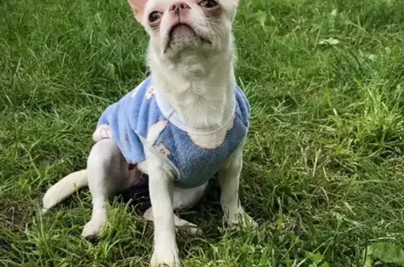 Пропала собака, Фронтовая ул., Стрельна