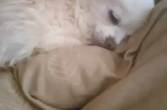 Пропала чихуахуа, Новопролетарская, Химози