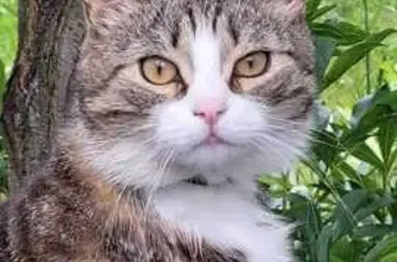 Пропал кот, ул. Горького 1, Киржач