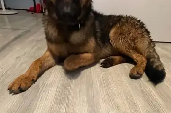 Найдена собака, , фото: Найдена собака, Никольская ул., Кудиново