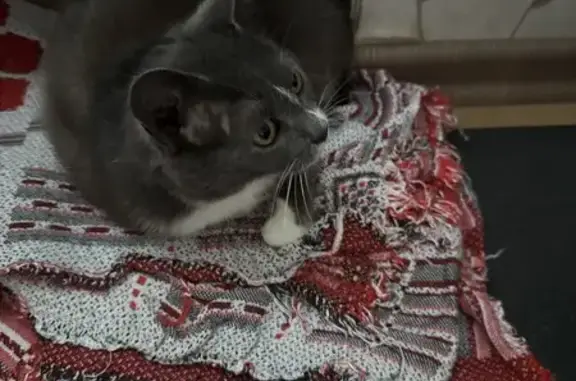 Найдена кошка, Любань, фото: Кошка найдена: ул. Васи Алексеева, 33