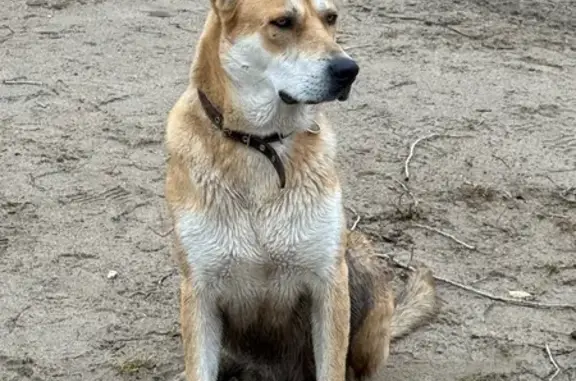 Найдена собака, Новосибирск, фото: Собака найдена у Бугринского моста, Нск