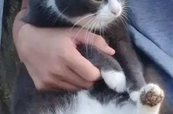 Пропала кошка в ДНТ Богдановское, Югра