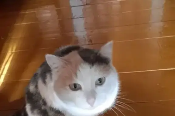 Кошки потеряшки, , фото: Потеряшка кошка Мурка, Сибай, Башкортостан