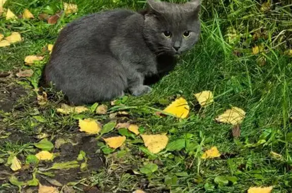 Найдена кошка, Москва, фото: Найдена кошка, Пятницкое шоссе, Москва