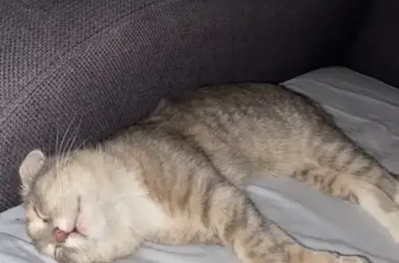 Найдена кошка, Санкт-Петербург, фото: Кошка найдена у Мебельной 19 к2, СПб