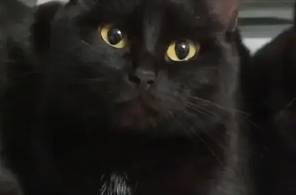 Кошки потеряшки, Пермь, фото: Потеряшка кошка на ул. Федосеева, 12, Пермь