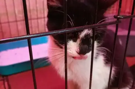 Найдена кошка, Новокузнецк, фото: Кошка найдена: Ильинское шоссе, Новокузнецк