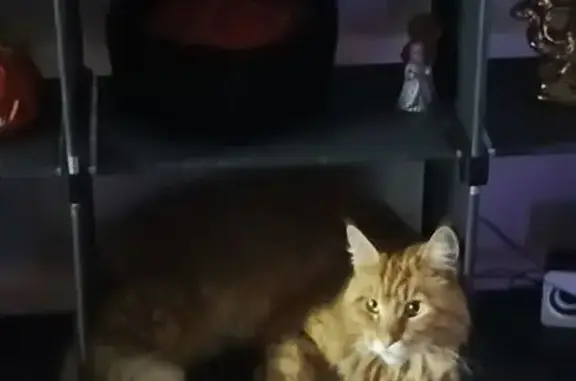 Пропал кот, Восточная ул., Бородино