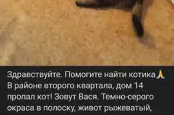 Пропала кошка, Москва