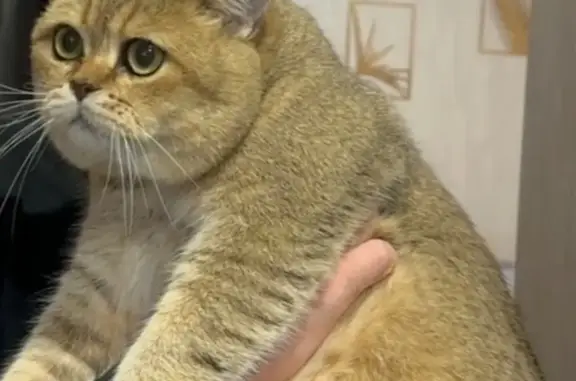 Найдена кошка, Ртищево, фото: Пропала кошка, Сердобский тупик, 18