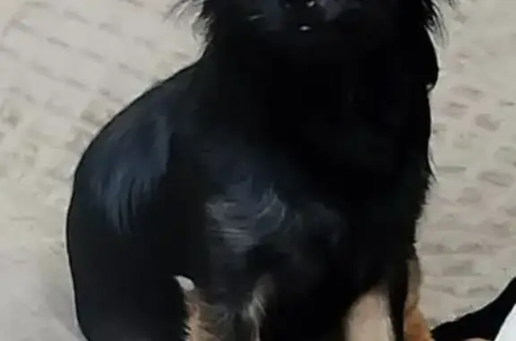 Собаки потеряшки, Екатеринбург, фото: Потеряшка собака, Восточная 7Д/2, Екб