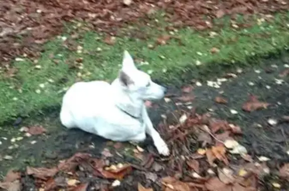 Найдена собака, Москва, фото: Собака найдена: 2-й пер. Измайловского Зверинца, 10