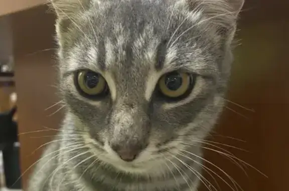 Кошки потеряшки, Геленджик, фото: Потеряшка котёнок на ул. Тоцкого, Геленджик