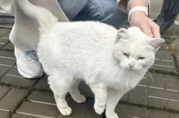Найдена кошка, Казань, фото: Кошка найдена на Амирхана, 103, Казань