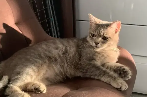 Кошки потеряшки, Краснодарский край, фото: Потеряшка кошка, Новодмитриевская, Краснодарский край