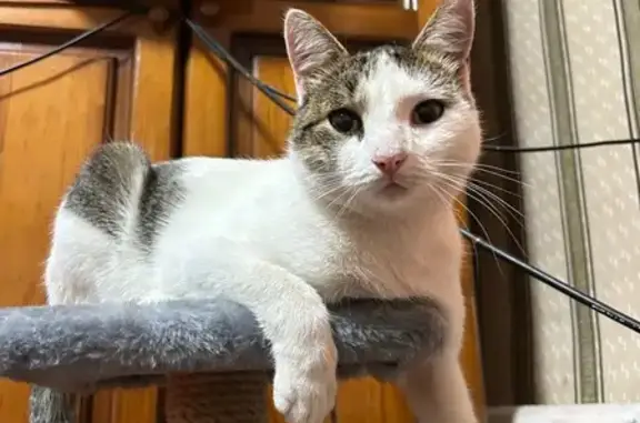 Кошки потеряшки, Бийск, фото: Потеряшка кошка, Ткацкий пер., Бийск