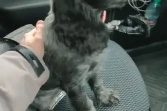 Найдена собака, Новосибирск, фото: Щенок найден: Владимировский спуск, 10