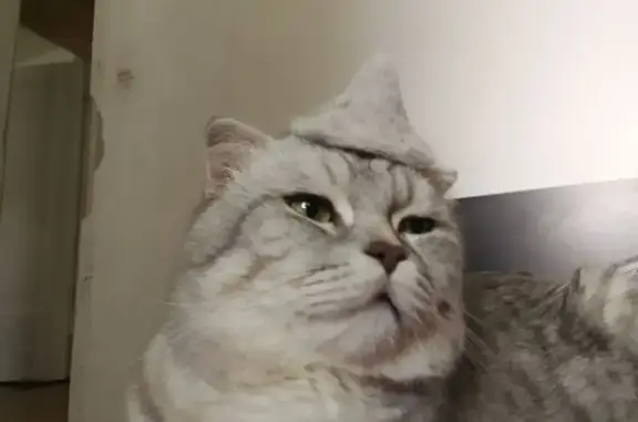 Пропала кошка, Карцинское шоссе, Влкз.