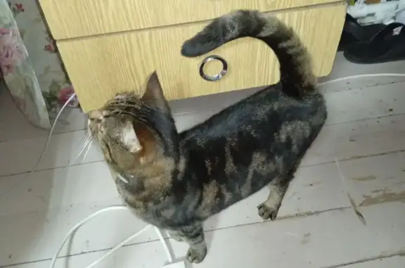 Найдена кошка, Русавкино-Романово, фото: Кошка найдена, Берёзовая аллея 19А