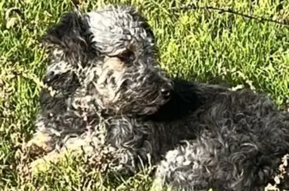 Найдена собака, Элиста, фото: Собака найдена, ищет хозяина: Элиста, 9