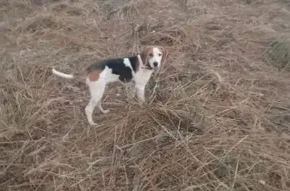 Пропала гончая, Северо-Агеевский, Тула