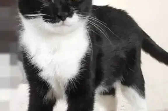 Найдена кошка, Астрахань, фото: Кошка найдена, ул. С. Перовской, 71