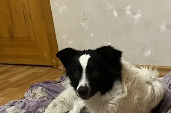 Найдена собака, Спиридоновка, фото: Собака найдена: Советская ул., 76