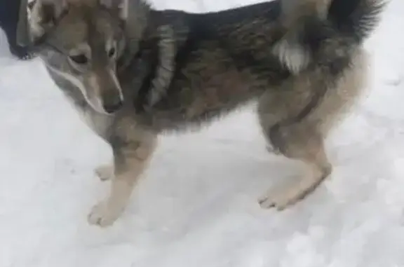 Пропала собака, Головеньки, 2 ноября