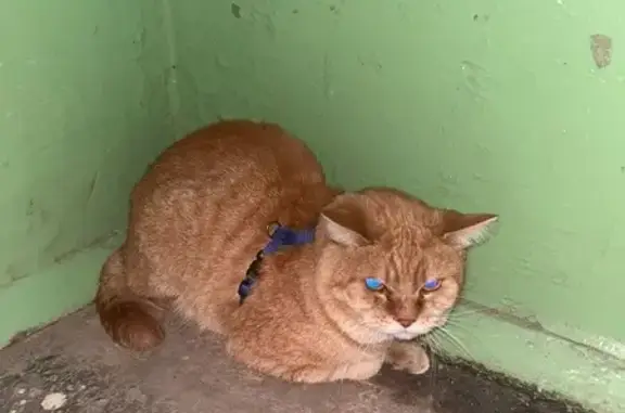 Найдена кошка, Воронеж, фото: Рыжий кот найден на бульваре Победы, 31