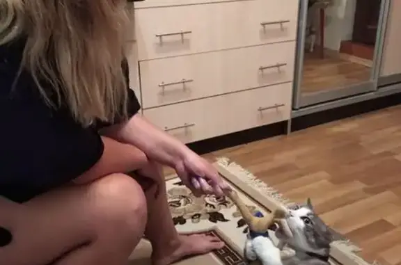 Пропала кошка, 1-я Краснодарская, 80