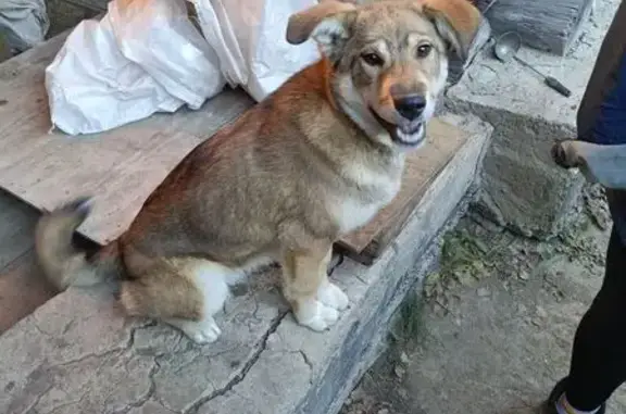 Щенок найден на ул. Ильича, 101, Полевской