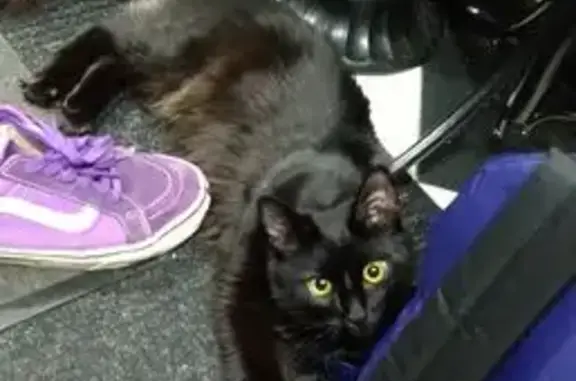 Кошки потеряшки, Чебоксары, фото: Потеряшка кошка, пр. Тракторостроителей 58 к2