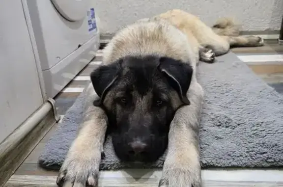 Найдена собака на Флотской улице