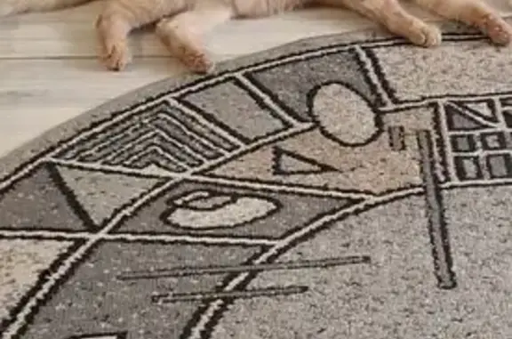 Пропала рыжая кошка, ул. Терешковой 7/2