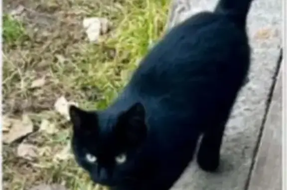 Кошки потеряшки, Екатеринбург, фото: Потеряшка чёрная кошка, ул. Валека, 22