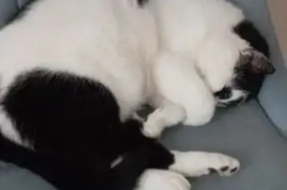 Найдена кошка, Пушкин, фото: Крупный кот найден: Оранжерейная, 51, Пушкин