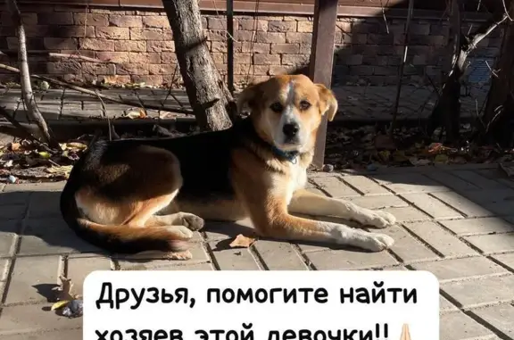 Собака найдена: ул. Рокоссовского, 51