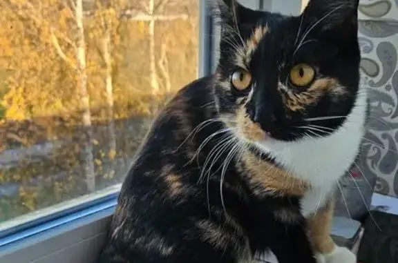 Найдена кошка, Тосно, фото: Кошка найдена на ш. Барыбина, 10А, Тосно