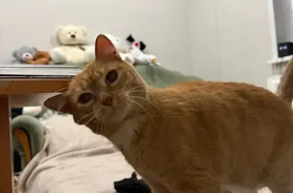 Найденные животные Усинск, фото: Кошка найдена: Молодёжная 24, Усинск