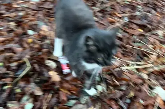 Найдена кошка, Балашиха, фото: Кошка найдена: ул. Крупской, 8, Балашиха