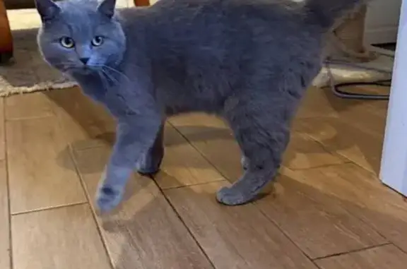 Найдена кошка, Московская область, фото: Найдена кошка, Васильевское-Голохвастово