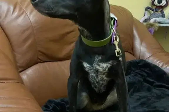 Найдена собака, , фото: Щенок найден на Боровском шоссе, Внуково